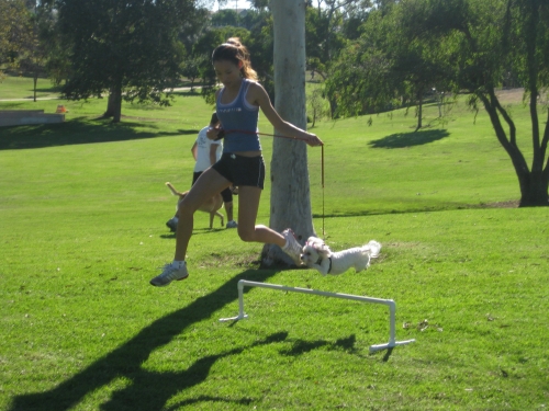 Dog Training Fitness Exercises