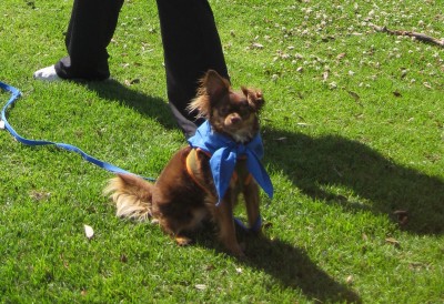 Bear--the dog scout