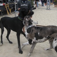 Murphy playing with his new friend