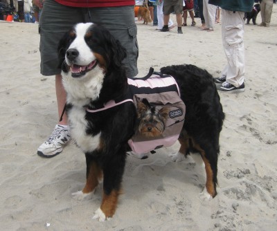 Look closely at the bag..........