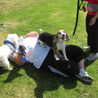 The dogs attacking Tina after class--she loved it!
