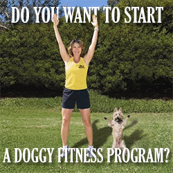 Start Your Own Doggy Fitness Program
