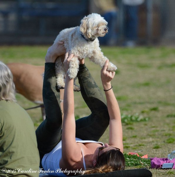 dogflying