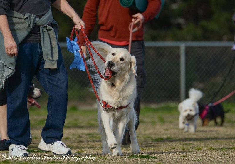 dogleash