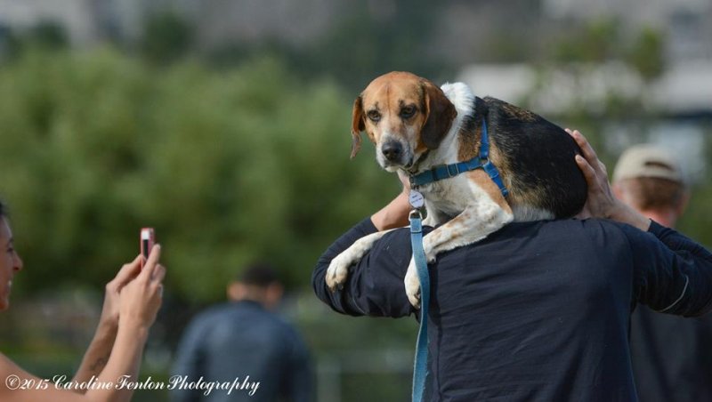 piggyback