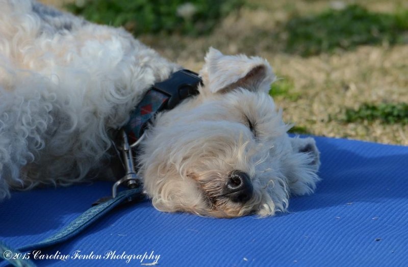 shavasana dog