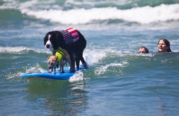 201204_SurfDogsOB_248-e1372887105598.jpg