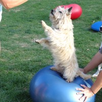 Balance Training for dogs