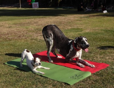 downdog