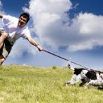 Dog Training Tip: Prevent Pulling