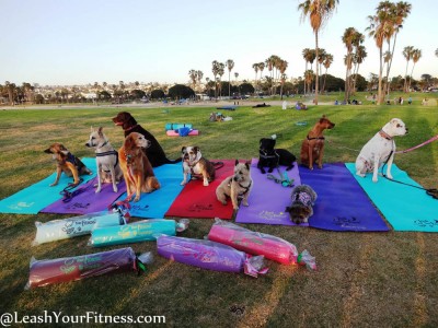 Yoga Dogs