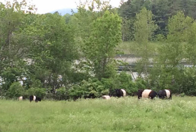 oreo cows