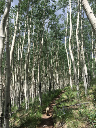 aspen