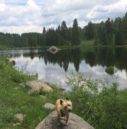 beaver pond