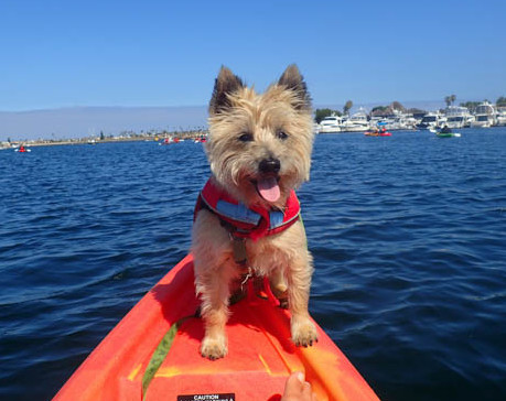 Kayaking with 21 dogs - Leash Your Fitness