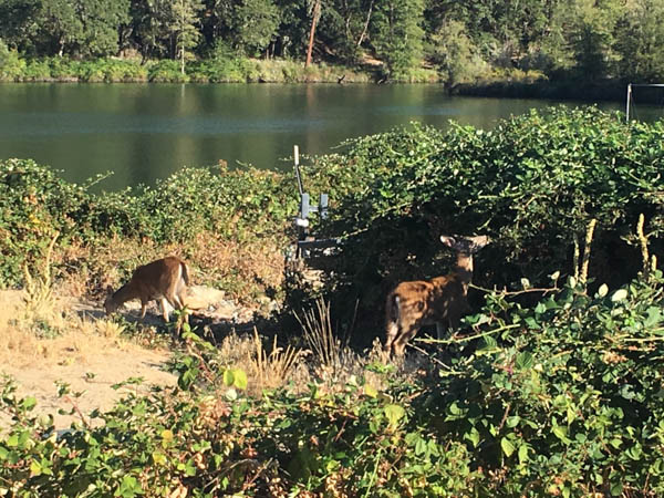 deer