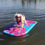 Small dogs can be active too!