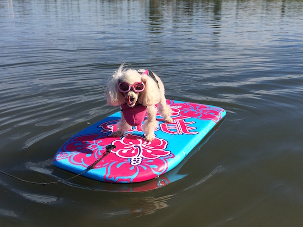 mimiboogieboard